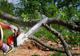 Reliable Coalgate, OK Tree Services Solutions