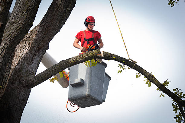 Best Commercial Tree Services  in Coalgate, OK